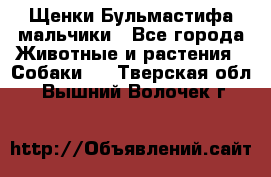 Щенки Бульмастифа мальчики - Все города Животные и растения » Собаки   . Тверская обл.,Вышний Волочек г.